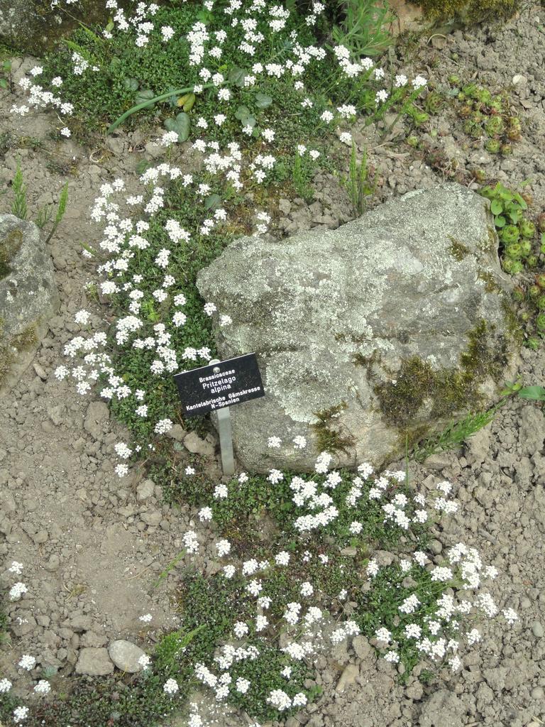 Pritzelago alpina <br>CRYSTAL CARPET, CHAMOIS CRESS - Image 2