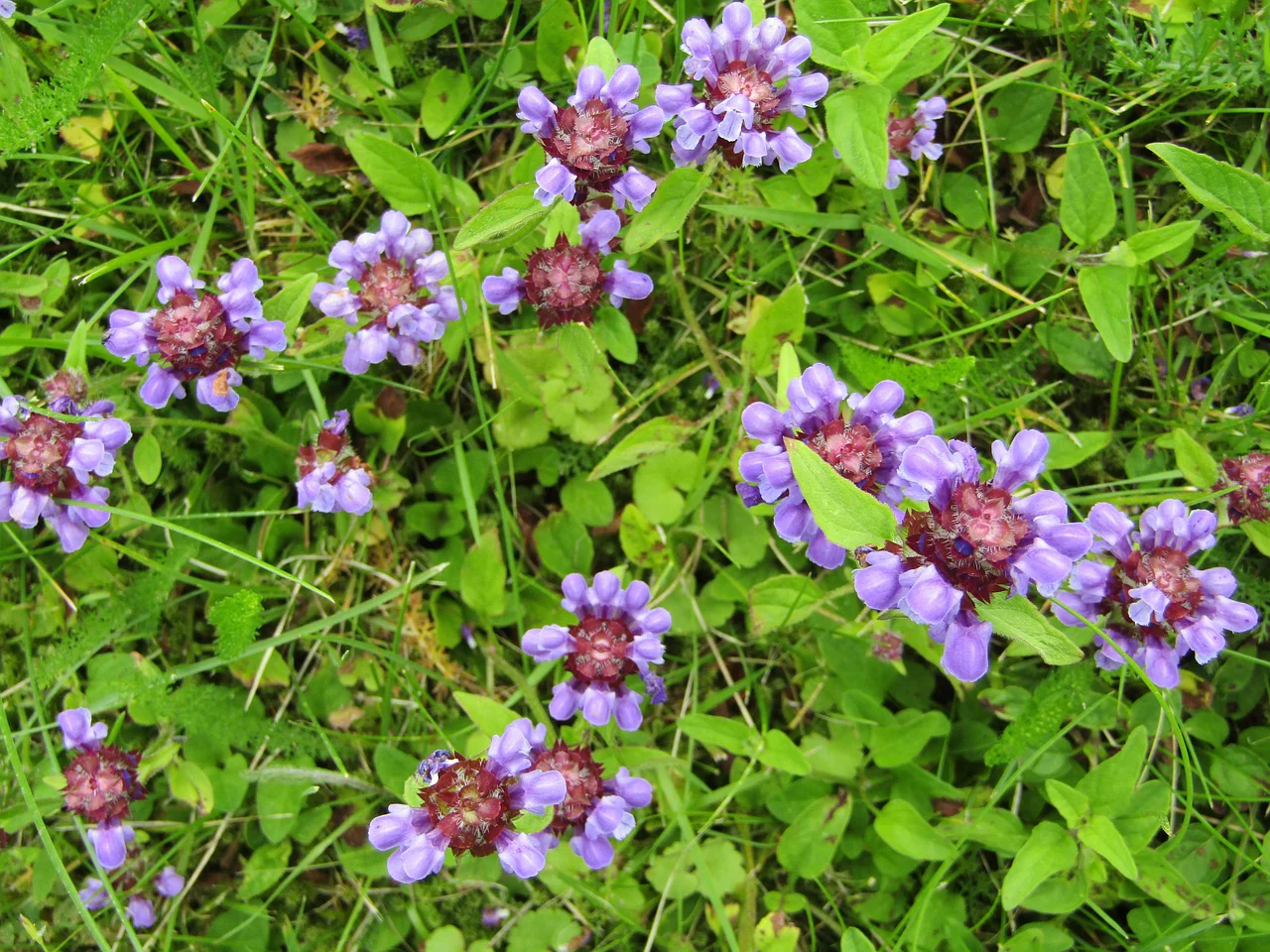 Prunella vulgaris <br>HEAL ALL, SELF HEAL - Image 2