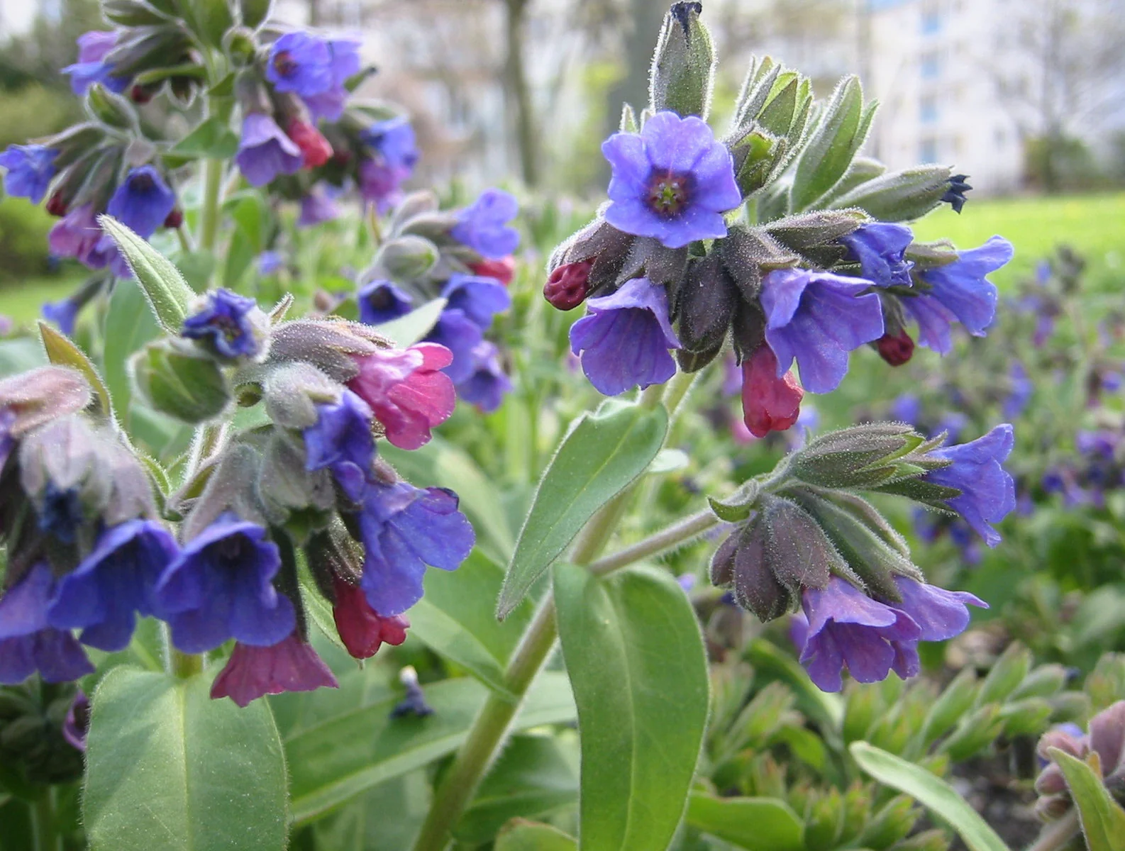Pulmonaria officinalis <br>LUNGWORT, MARY'S TEARS