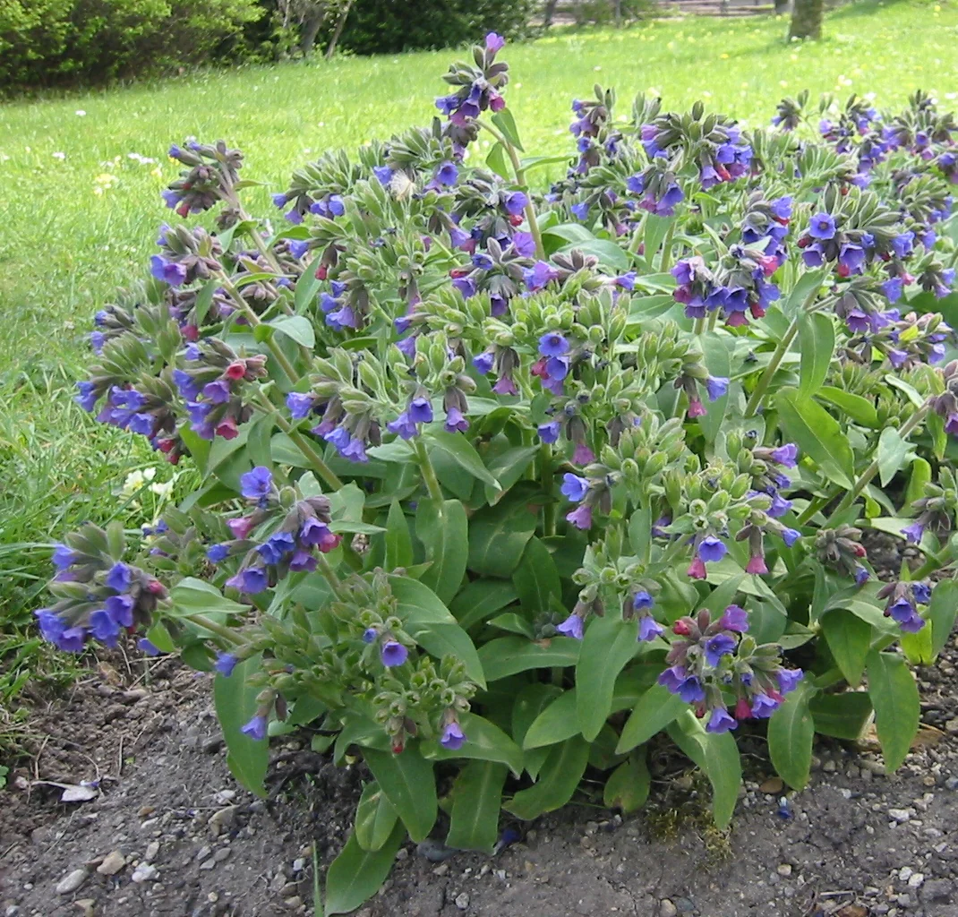 Pulmonaria officinalis <br>LUNGWORT, MARY'S TEARS - Image 2
