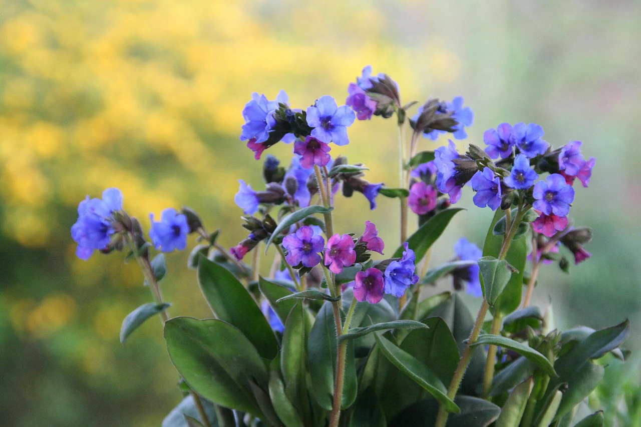 Pulmonaria officinalis <br>LUNGWORT, MARY'S TEARS - Image 3
