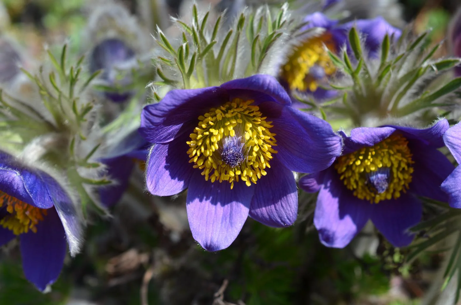 Pulsatilla vulgaris <br>BLUE-VIOLET PASQUE FLOWER, CUTLEAF ANEMONE - Image 2