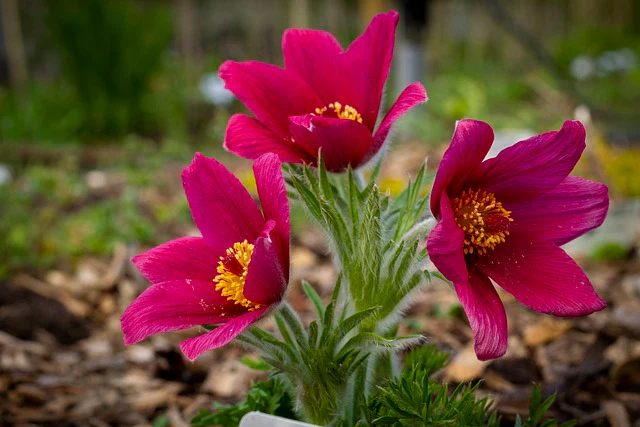 Pulsatilla vulgaris <br>RED PASQUE FLOWER, CUTLEAF ANEMONE