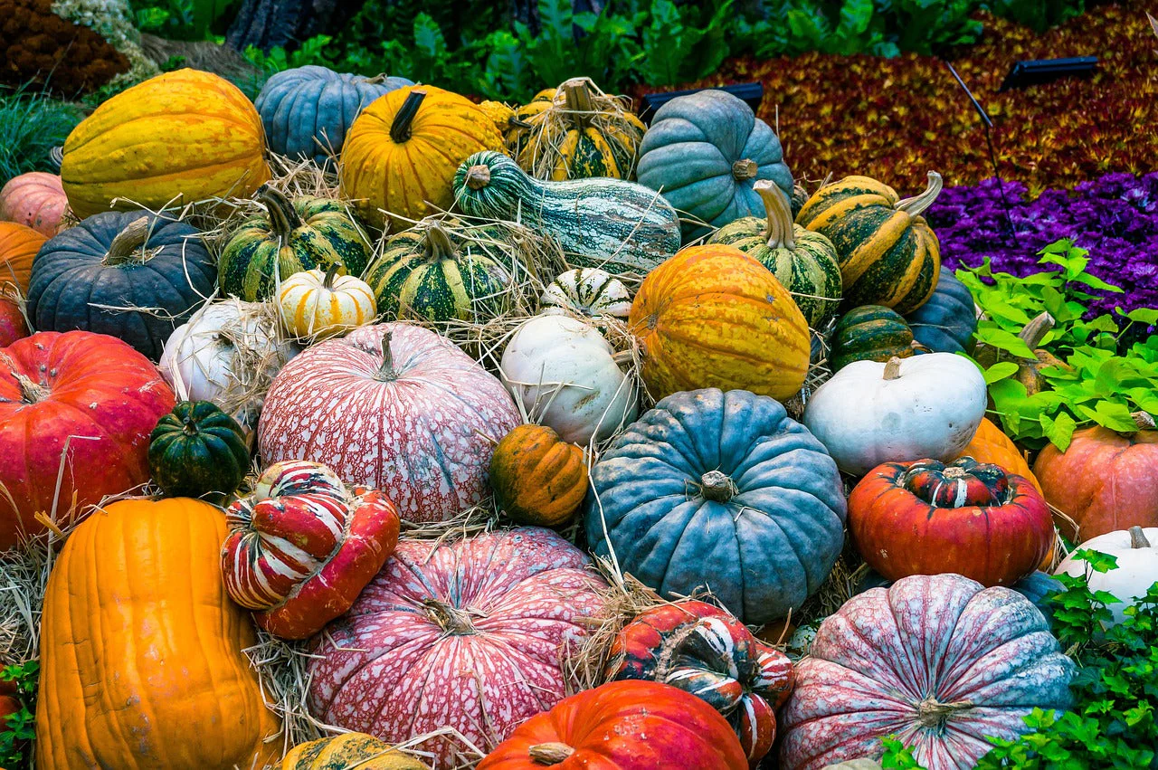 Cucurbita <br>PUMPKIN MIX!