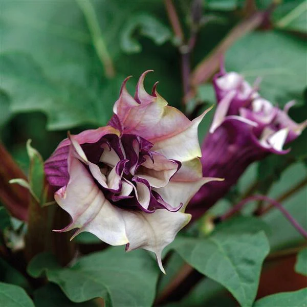 Datura metel <br>DATURA 'BALLERINA PURPLE'