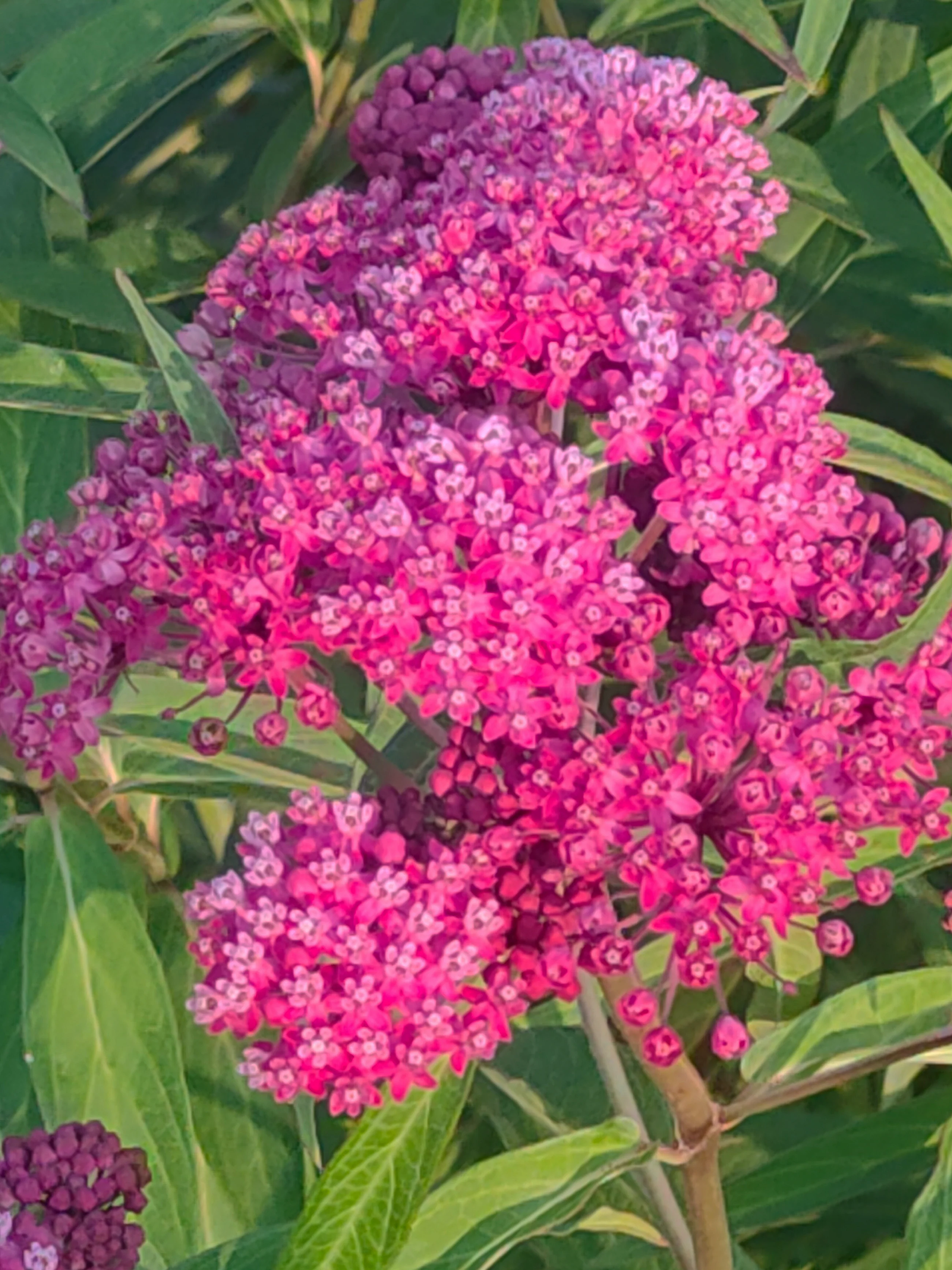 Asclepias purpurascens, purpurea <br>PURPLE MILKWEED