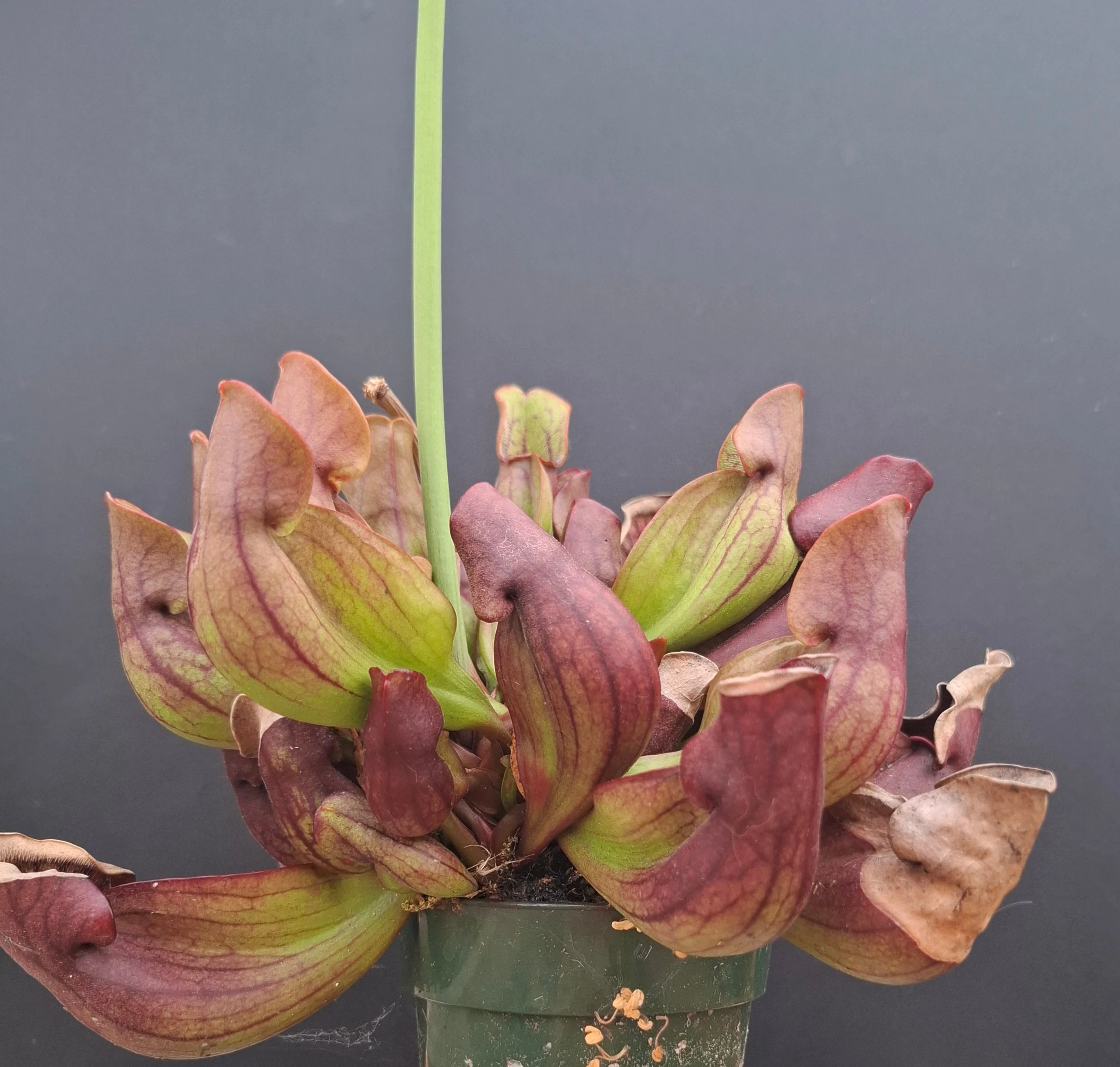 Sarracenia purpurea <br>HARDY NORTHERN PURPLE PITCHER PLANT - Image 6