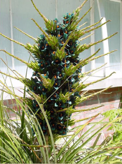 Puya alpestris <br>SAPPHIRE TOWER BROMELIAD