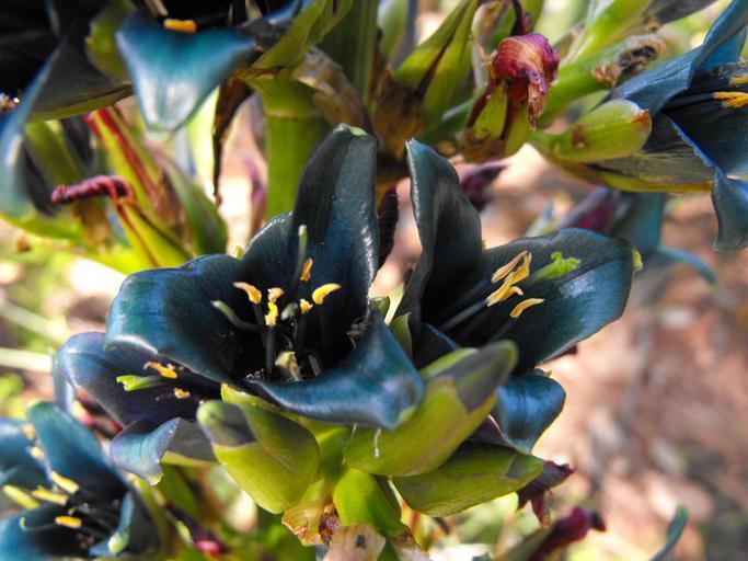 Puya alpestris <br>SAPPHIRE TOWER BROMELIAD - Image 2