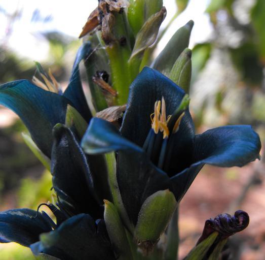 Puya alpestris <br>SAPPHIRE TOWER BROMELIAD - Image 3