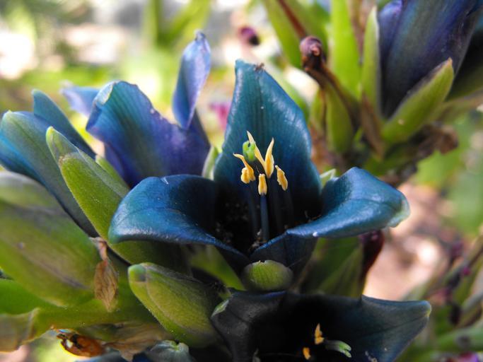 Puya alpestris <br>SAPPHIRE TOWER BROMELIAD - Image 4