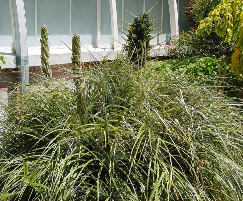 Puya alpestris <br>SAPPHIRE TOWER BROMELIAD - Image 5