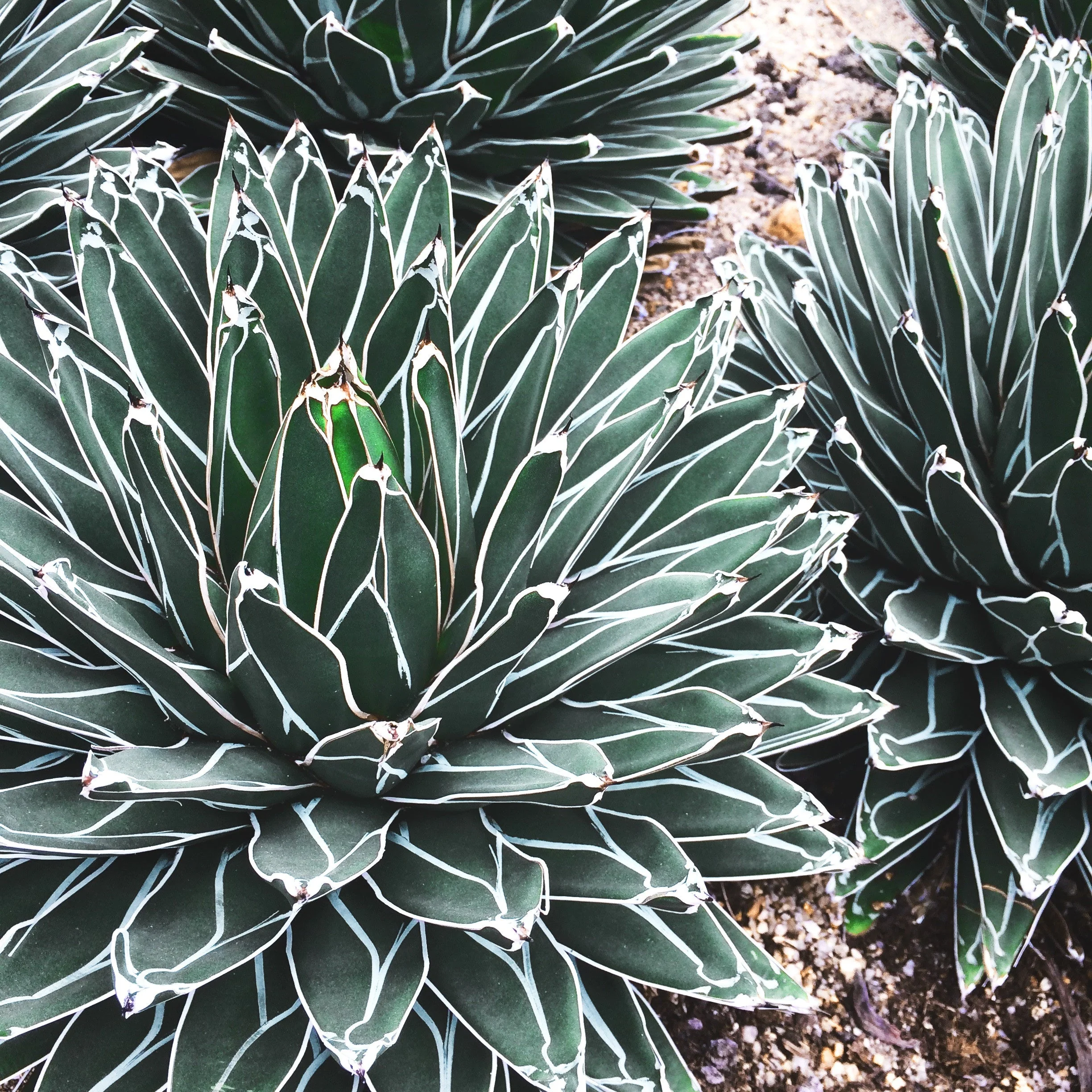 Agave victoriae-reginae <br>QUEEN VICTORIA AGAVE