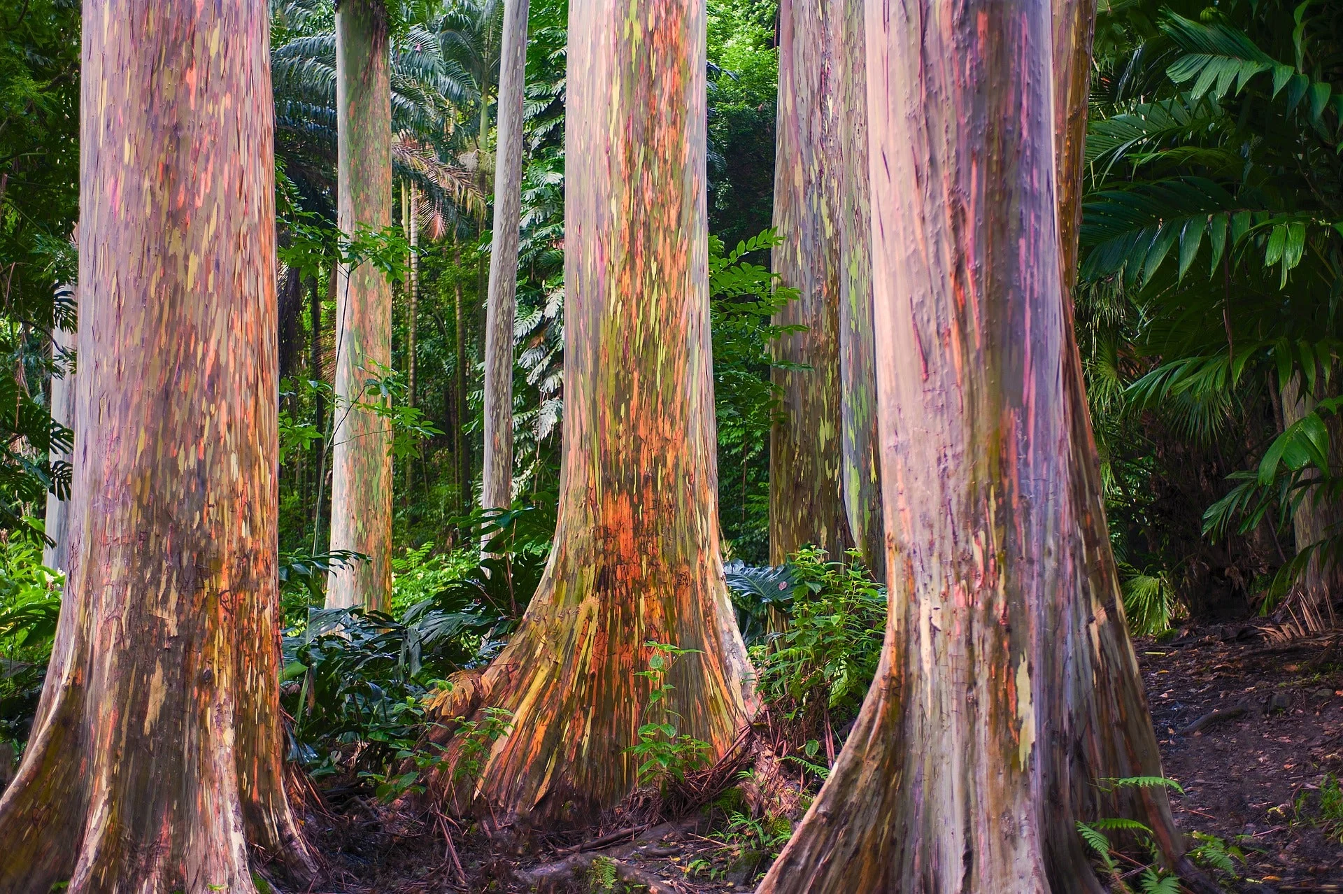 Eucalyptus deglupta <br>RAINBOW GUM