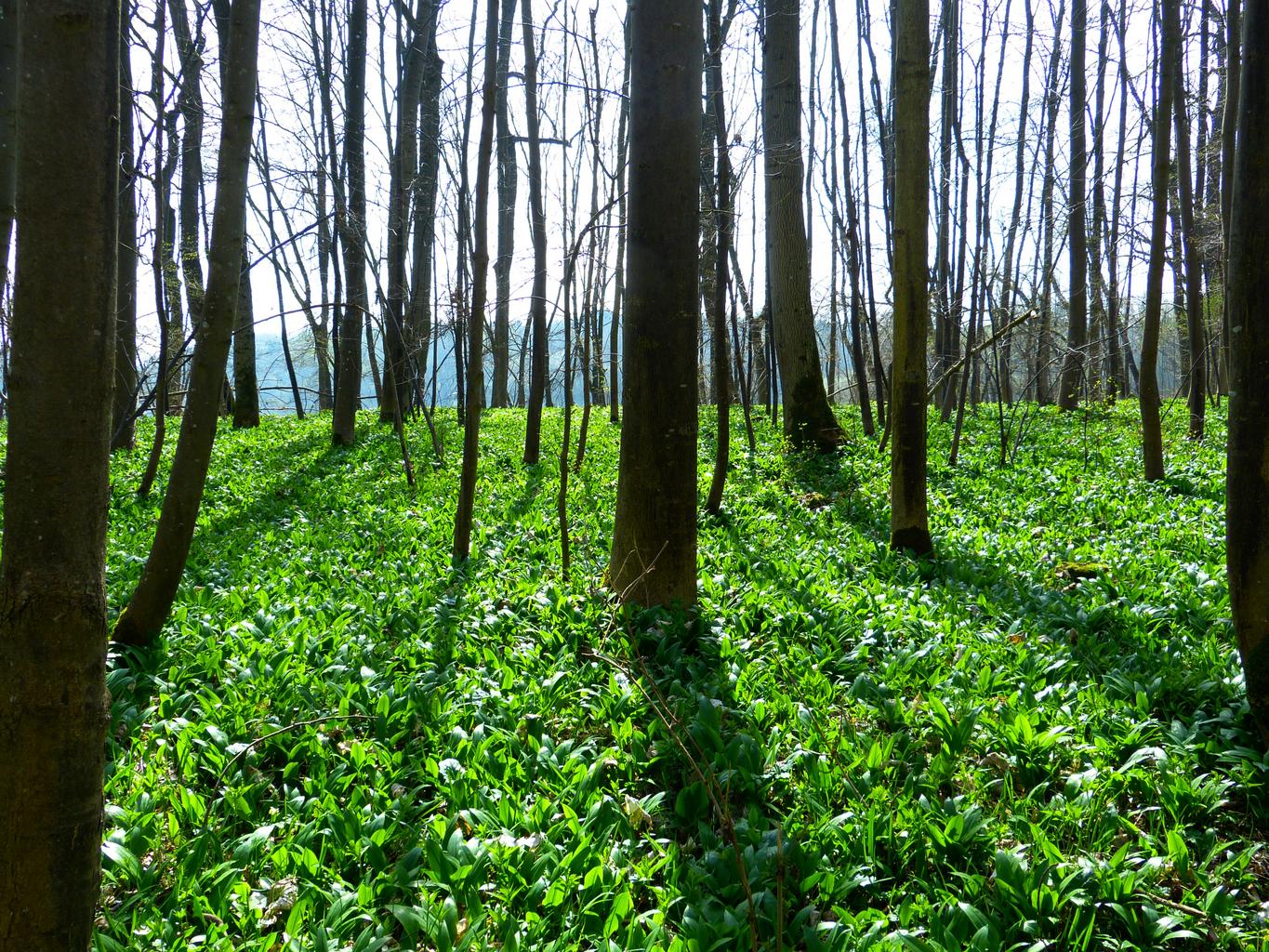 Allium ursinum <br>WILD WOOD GARLIC, RAMSON'S BEAR'S GARLIC - Image 13