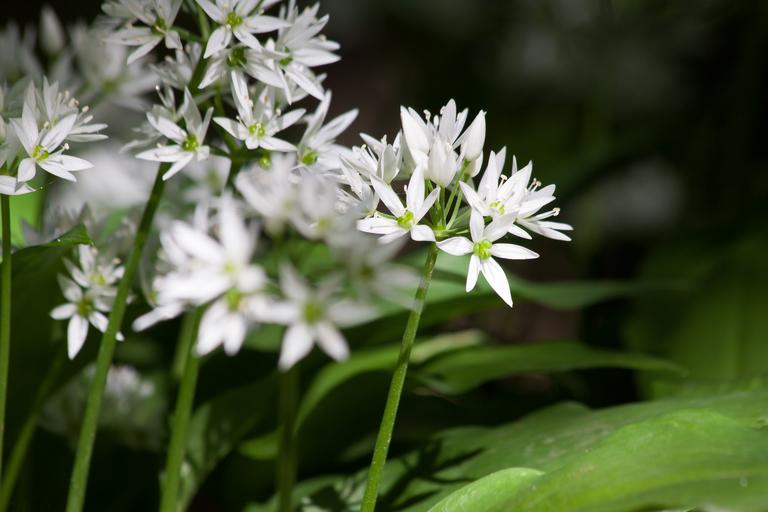Allium ursinum <br>WILD WOOD GARLIC, RAMSON'S BEAR'S GARLIC - Image 9