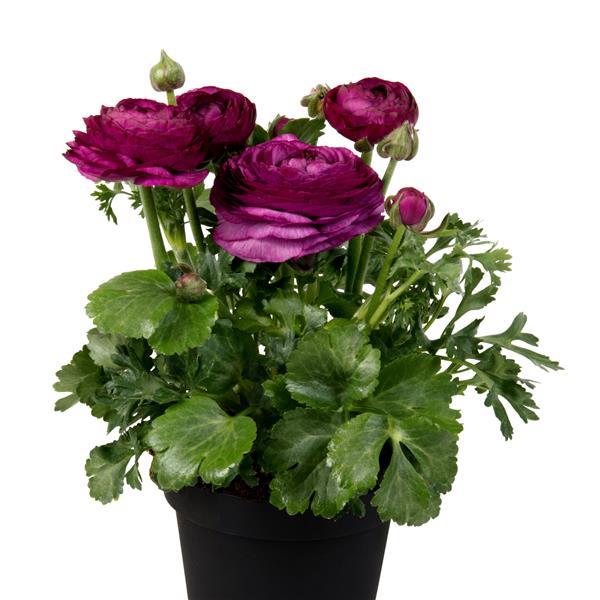 Ranunculus asiaticus <br>RANUNCULUS COMPACT VIOLET.