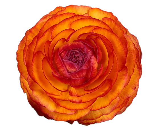 Ranunculus <br>FIRE BICOLOUR RANUNCULUS - Image 2