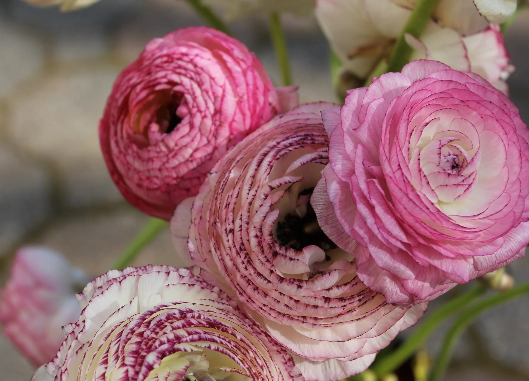 Ranunculus <br>RANUNCULUS BICOLOR CUTFLOWER MIX