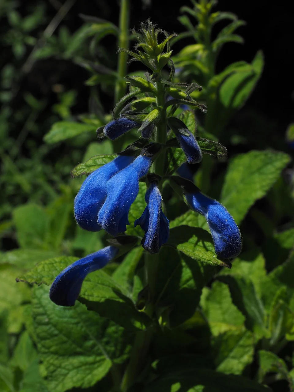 Salvia patens <br>DEEP-BLUE GENTIAN SAGE 'BLUE ANGEL' - Image 2