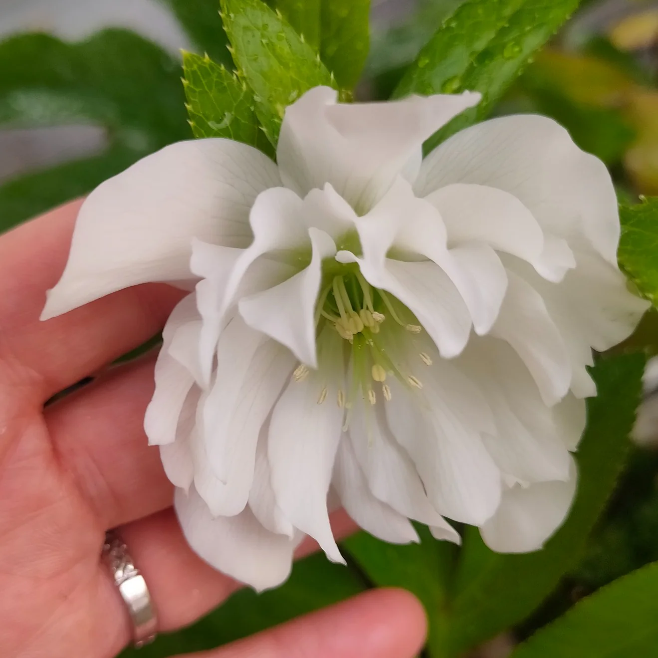 Helleborus orientalis <br>DOUBLE CHRISTMAS ROSE MIX - Image 3