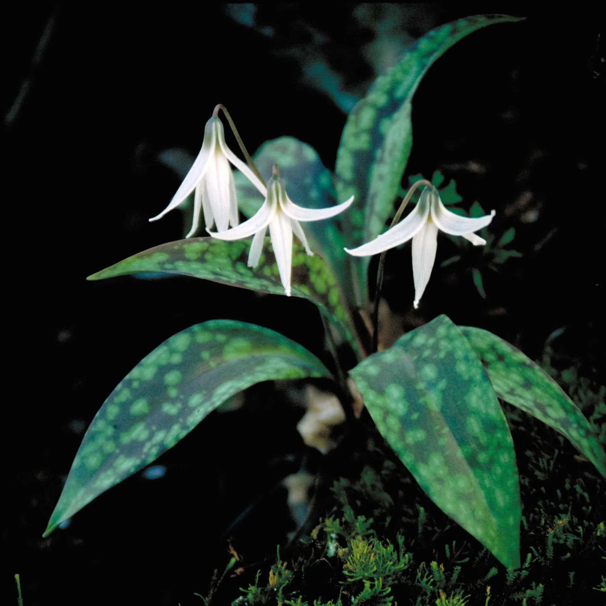Erythronium albidum <br>WHITE TROUT LILY