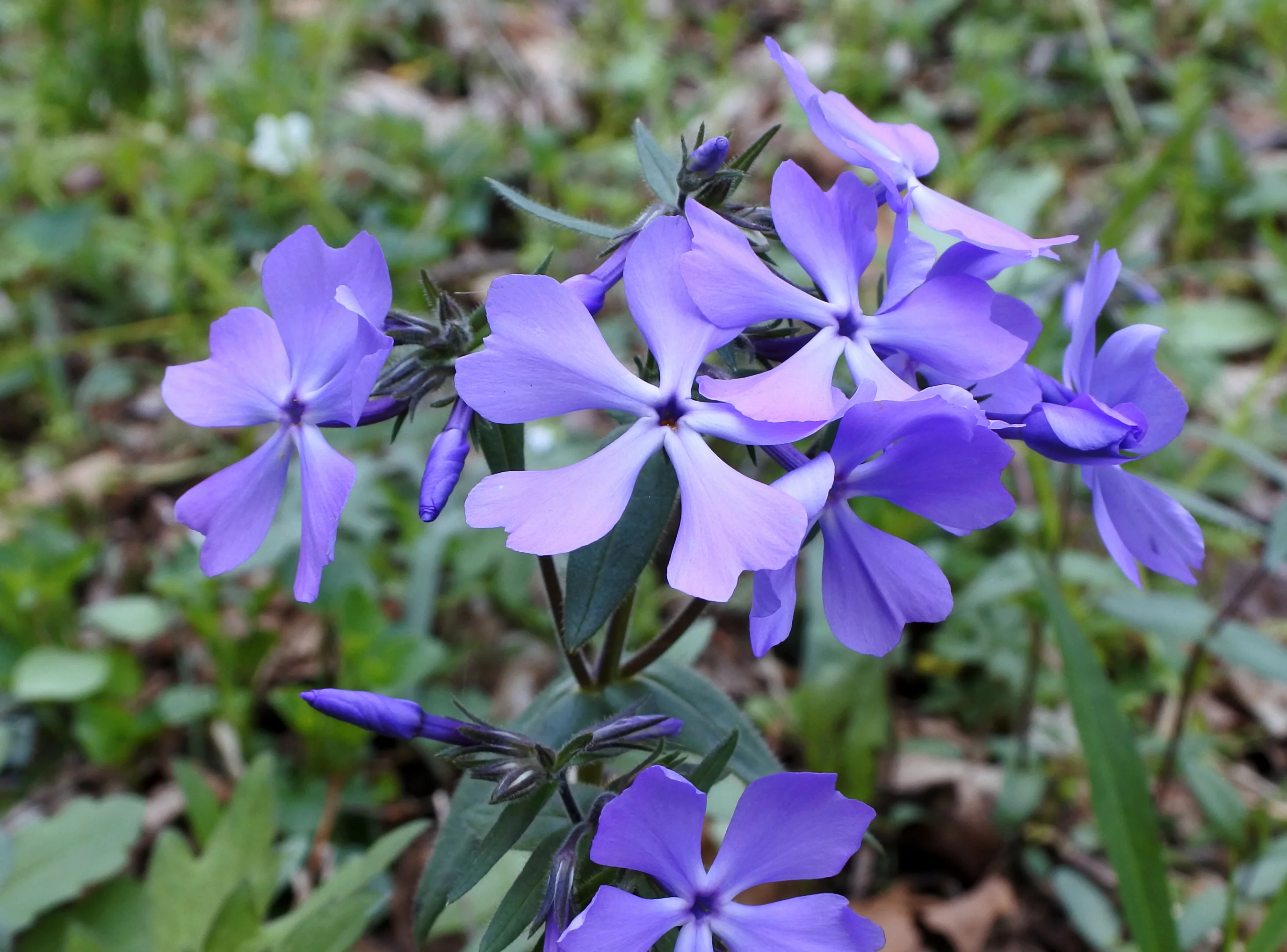 Phlox divaricata <br>WILD BLUE PHLOX - Image 2