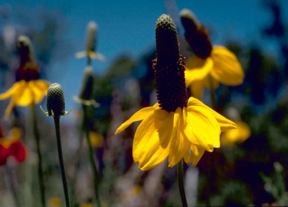 Ratibida columnifera <br>PRAIRIE CONEFLOWER, MEXICAN HAT