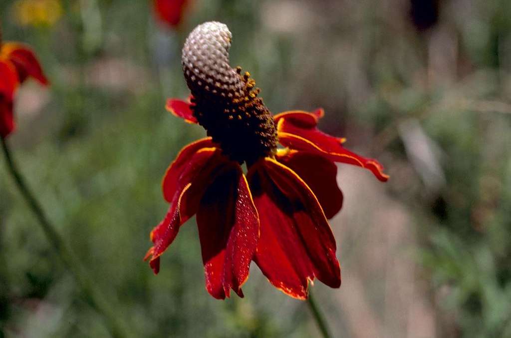 Ratibida columnifera pulcherrima <br>PRAIRIE CONEFLOWER 'RED MIDGET' - Image 2