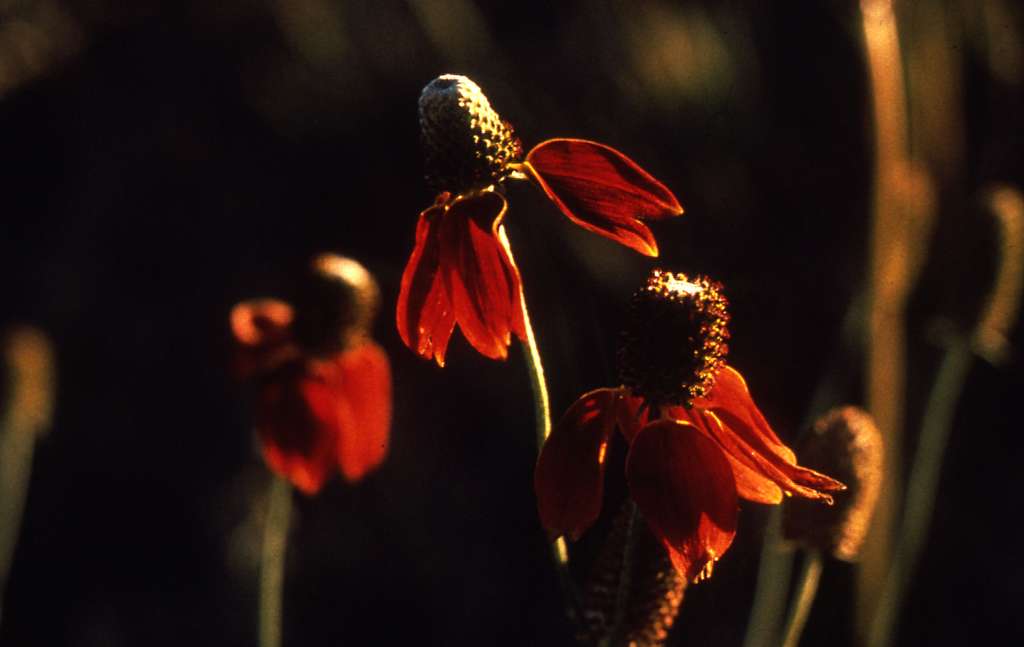 Ratibida columnifera pulcherrima <br>PRAIRIE CONEFLOWER 'RED MIDGET' - Image 3