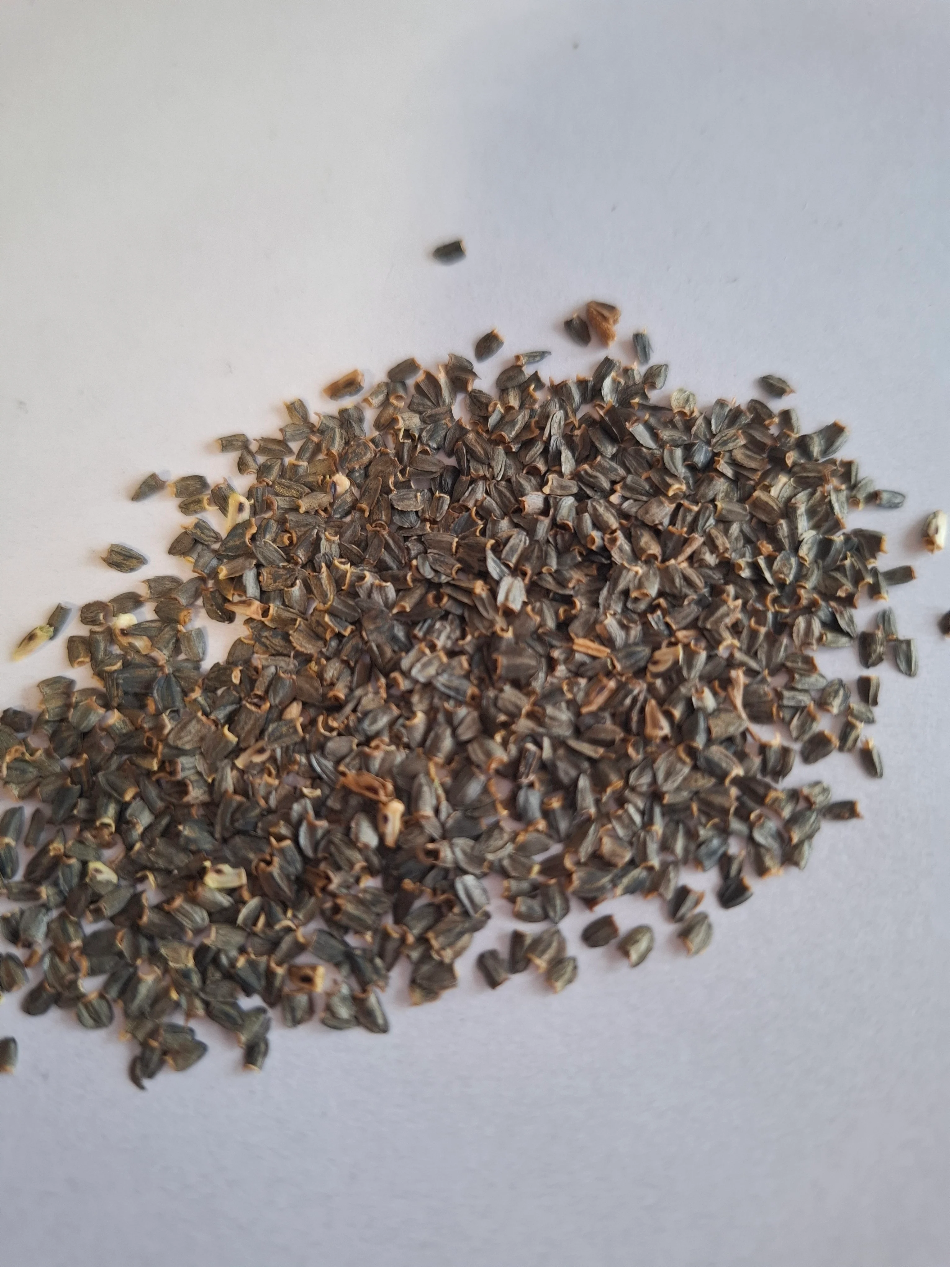 Ratibida columnifera pulcherrima <br>PRAIRIE CONEFLOWER 'RED MIDGET' - Image 4