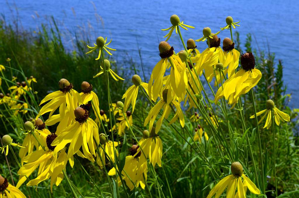 Ratibida pinnata <br>YELLOW PRAIRIE CONEFLOWER, GREYHEAD CONEFLOWER - Image 2