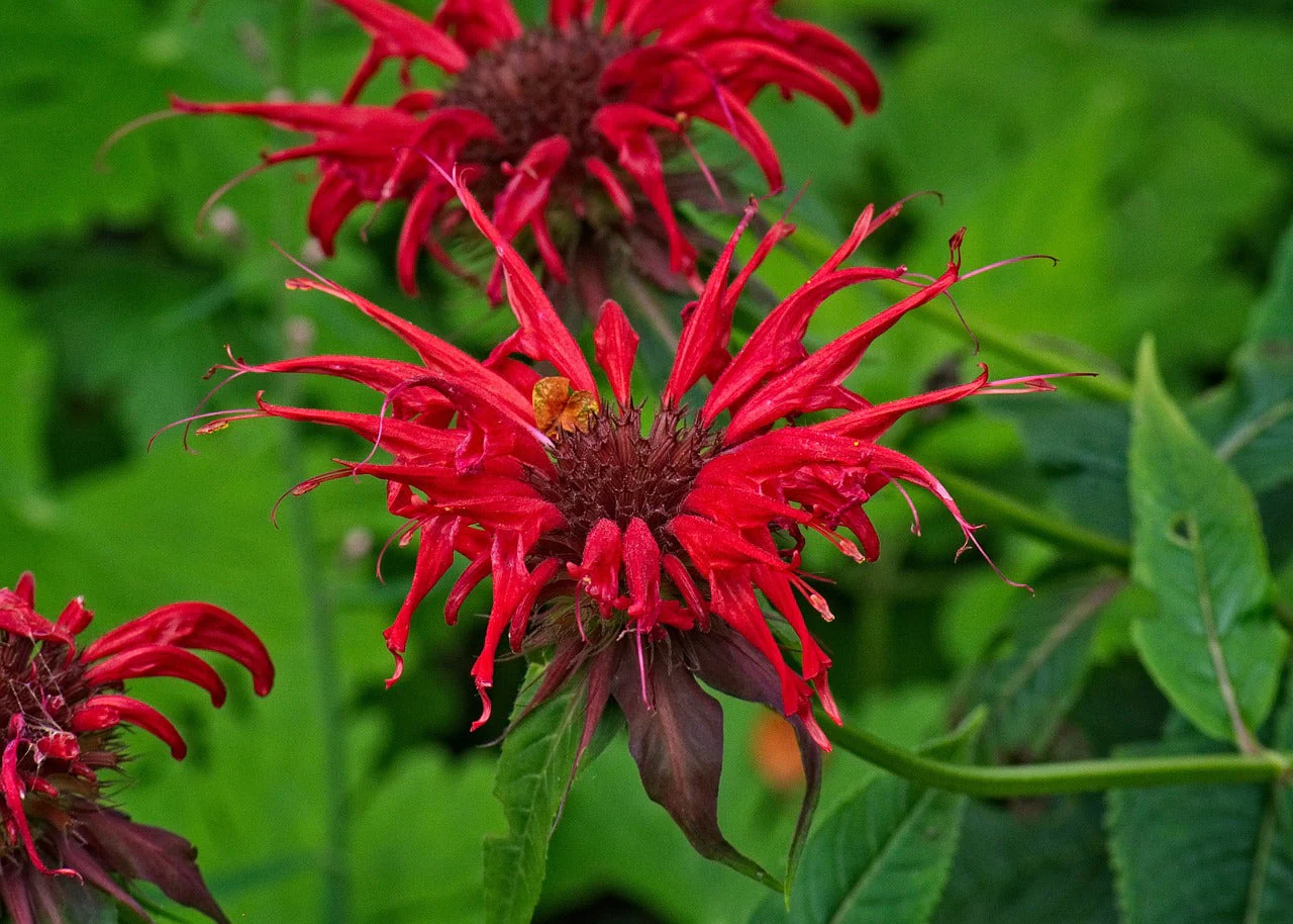 Monarda didyma <br>RED BEE BALM, BERGAMOT - Image 2