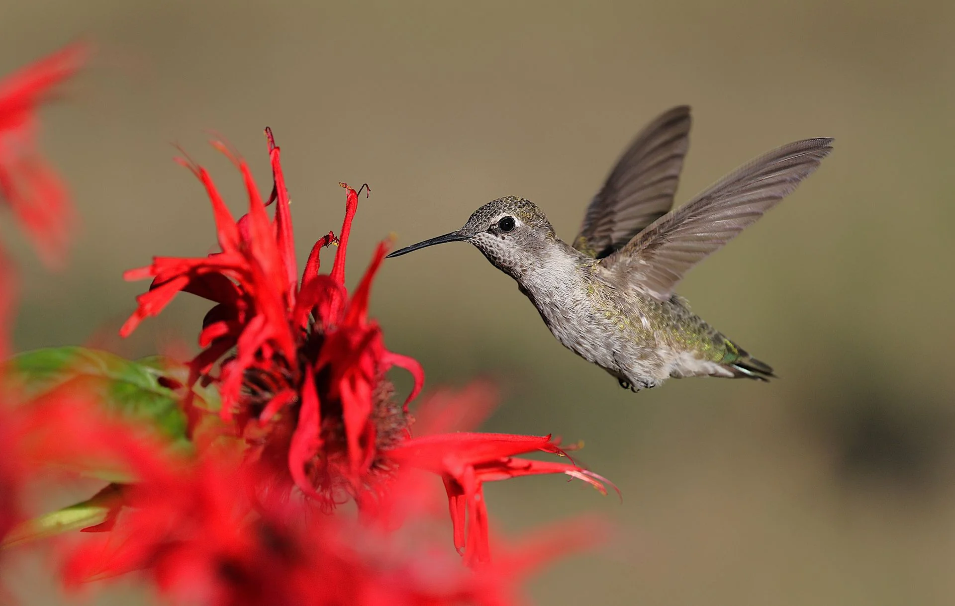 Monarda didyma <br>RED BEE BALM, BERGAMOT - Image 3