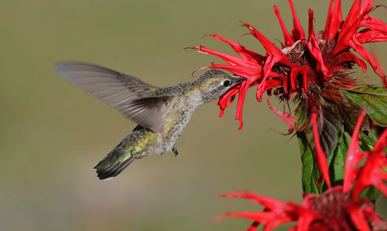 Monarda didyma <br>RED BEE BALM, BERGAMOT - Image 4