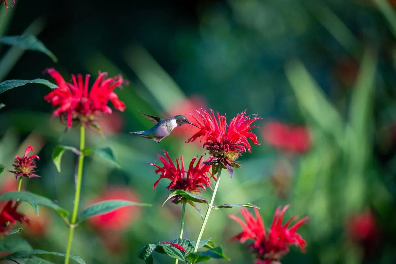 Monarda didyma <br>RED BEE BALM, BERGAMOT - Image 5
