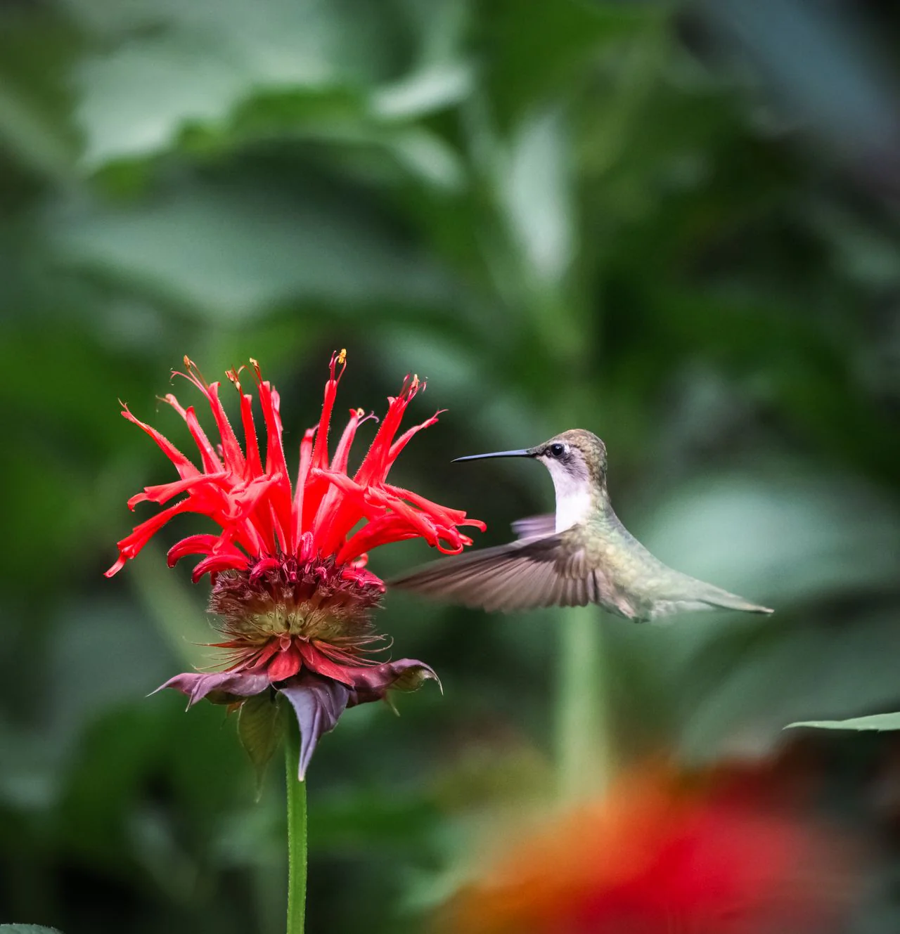 Monarda didyma <br>RED BEE BALM, BERGAMOT - Image 6