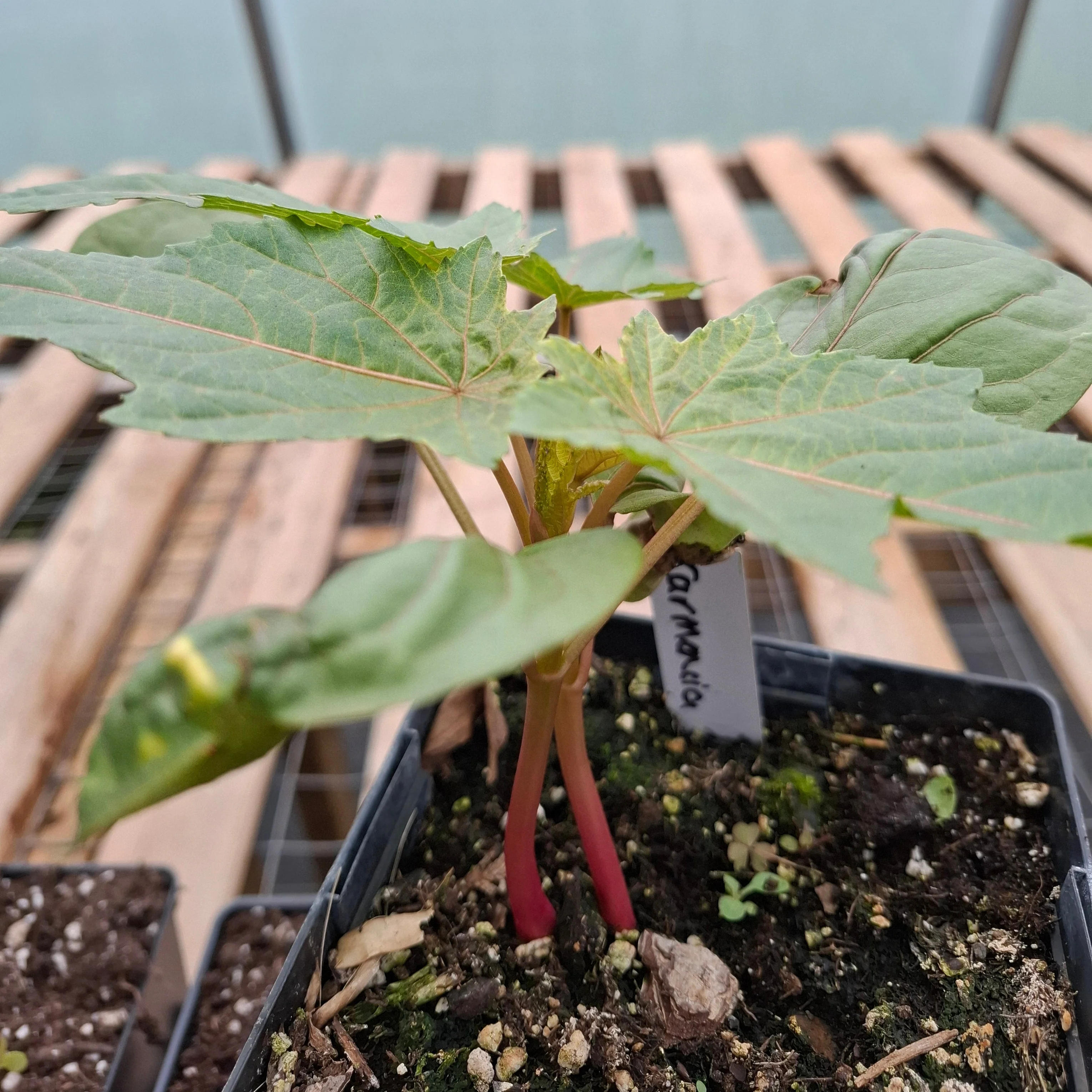 Ricinus carmencita <br>CASTOR BEAN RED - Image 2