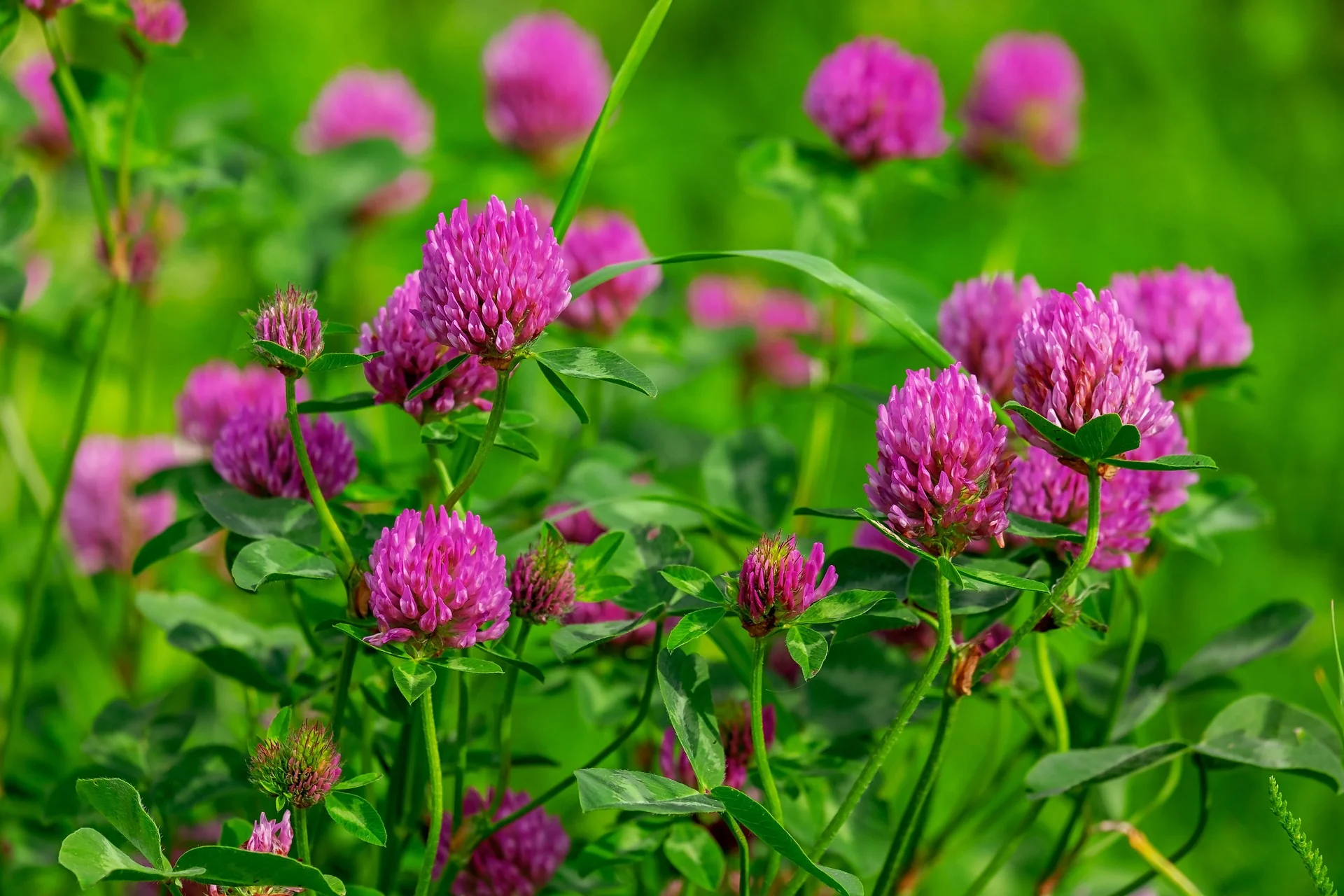 Trifolium pratense <br>RED CLOVER