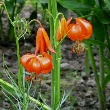 Lilium pumilum tenuifolium <br>RED CORAL LILY