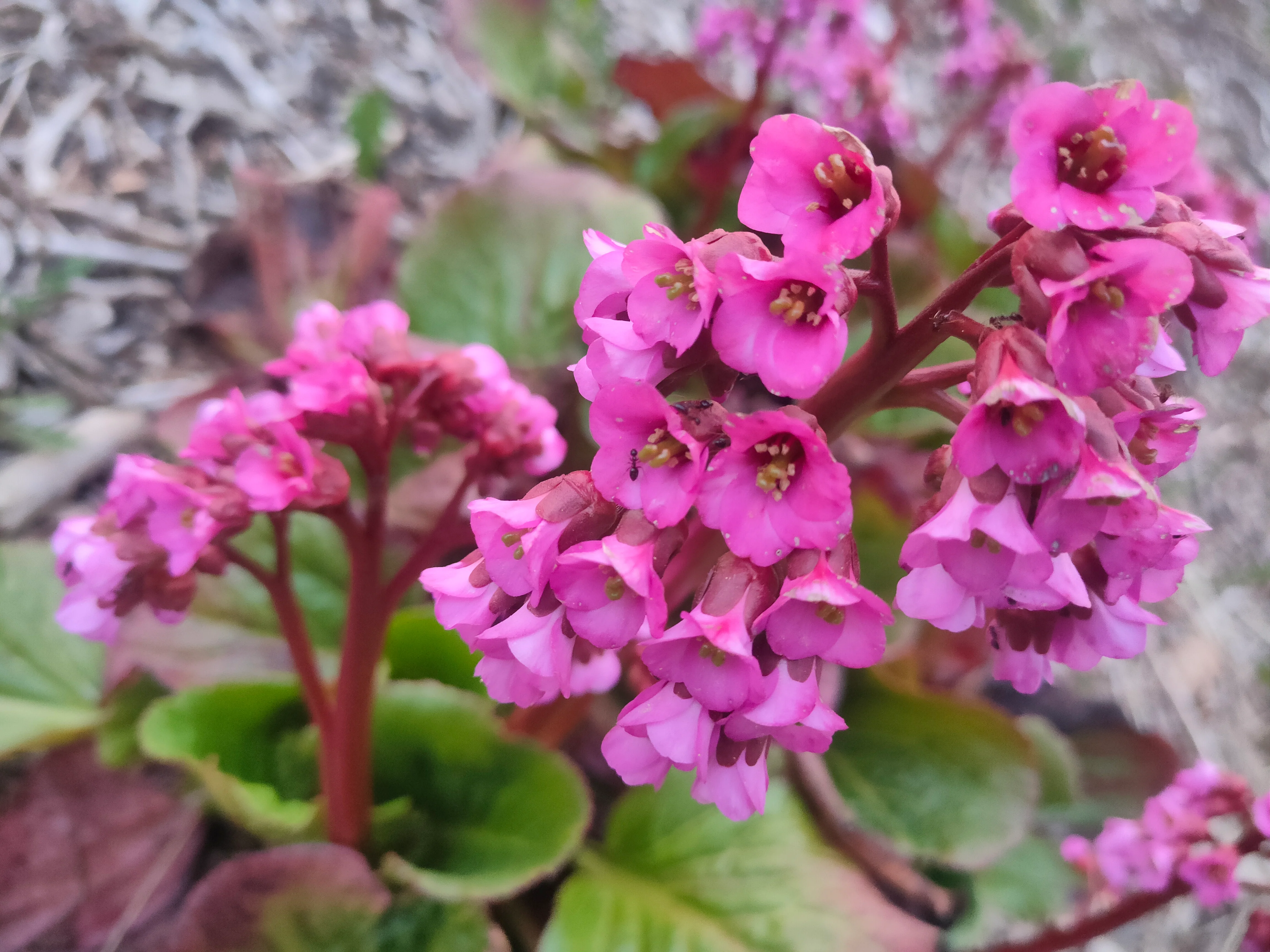 Bergenia cordifolia <br>RED FLOWER ELEPHANT EARS, PIG SQUEAK, HEARTLEAF - Image 2