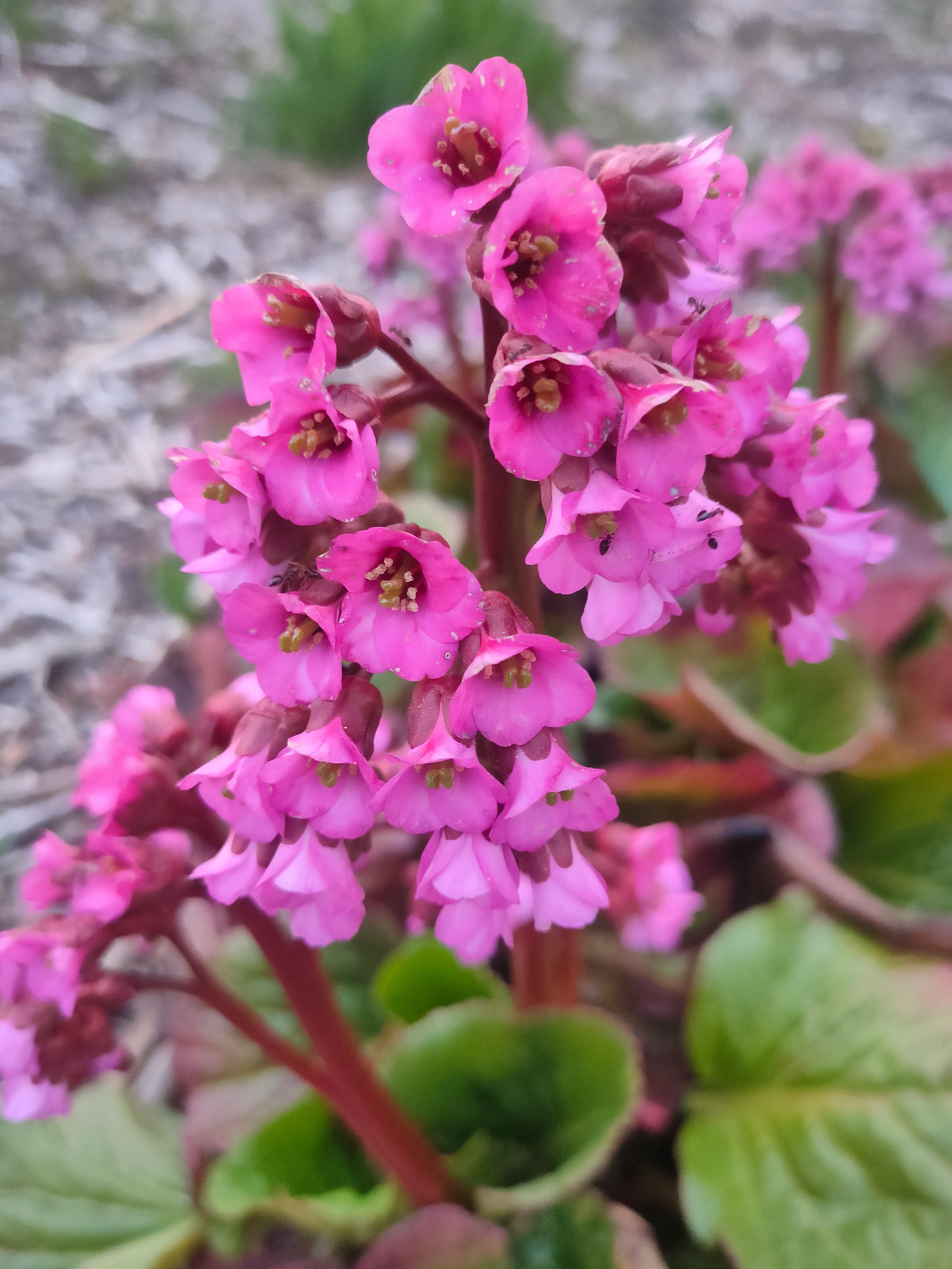 Bergenia cordifolia <br>RED FLOWER ELEPHANT EARS, PIG SQUEAK, HEARTLEAF - Image 3