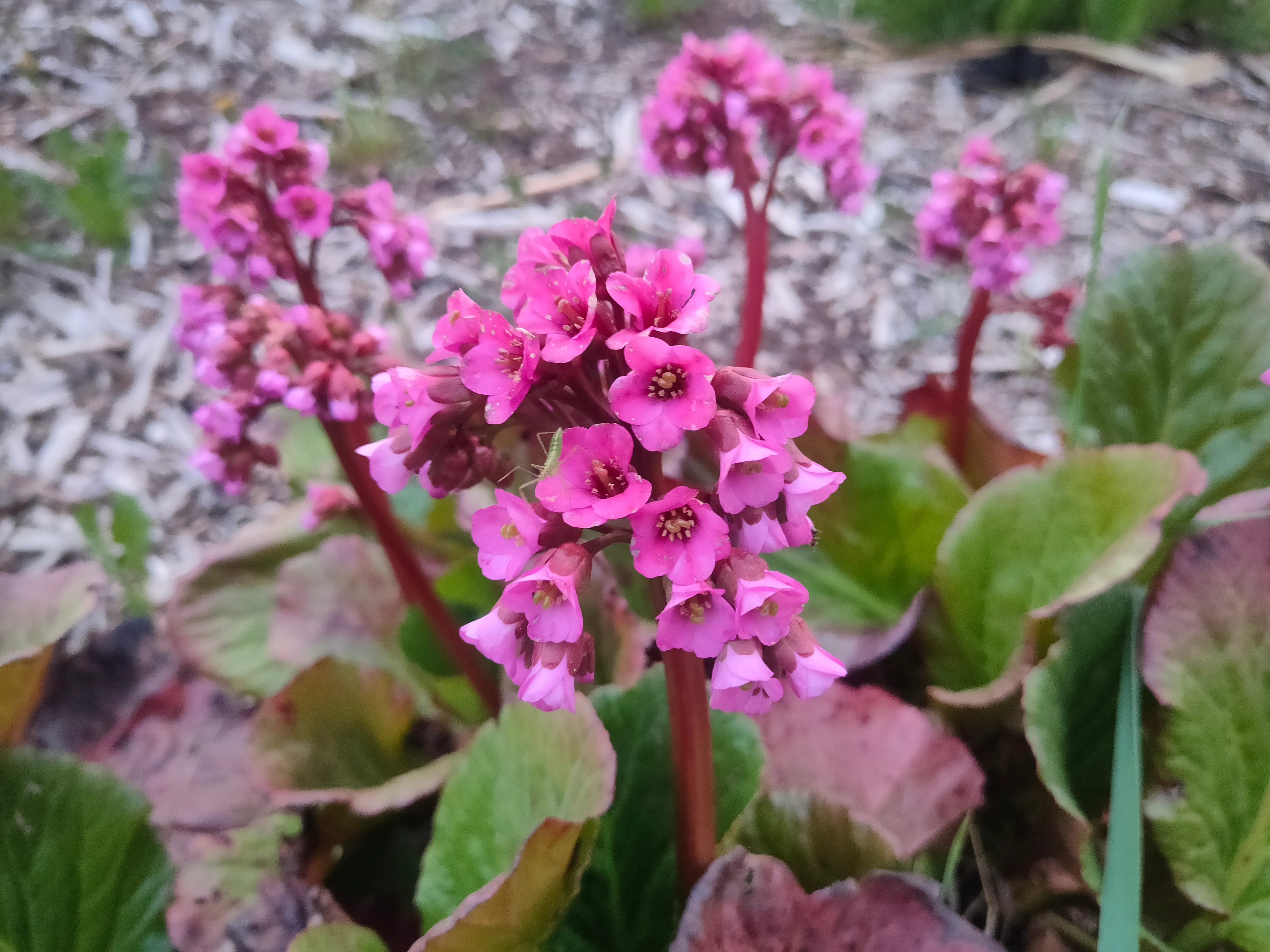 Bergenia cordifolia <br>RED FLOWER ELEPHANT EARS, PIG SQUEAK, HEARTLEAF - Image 4