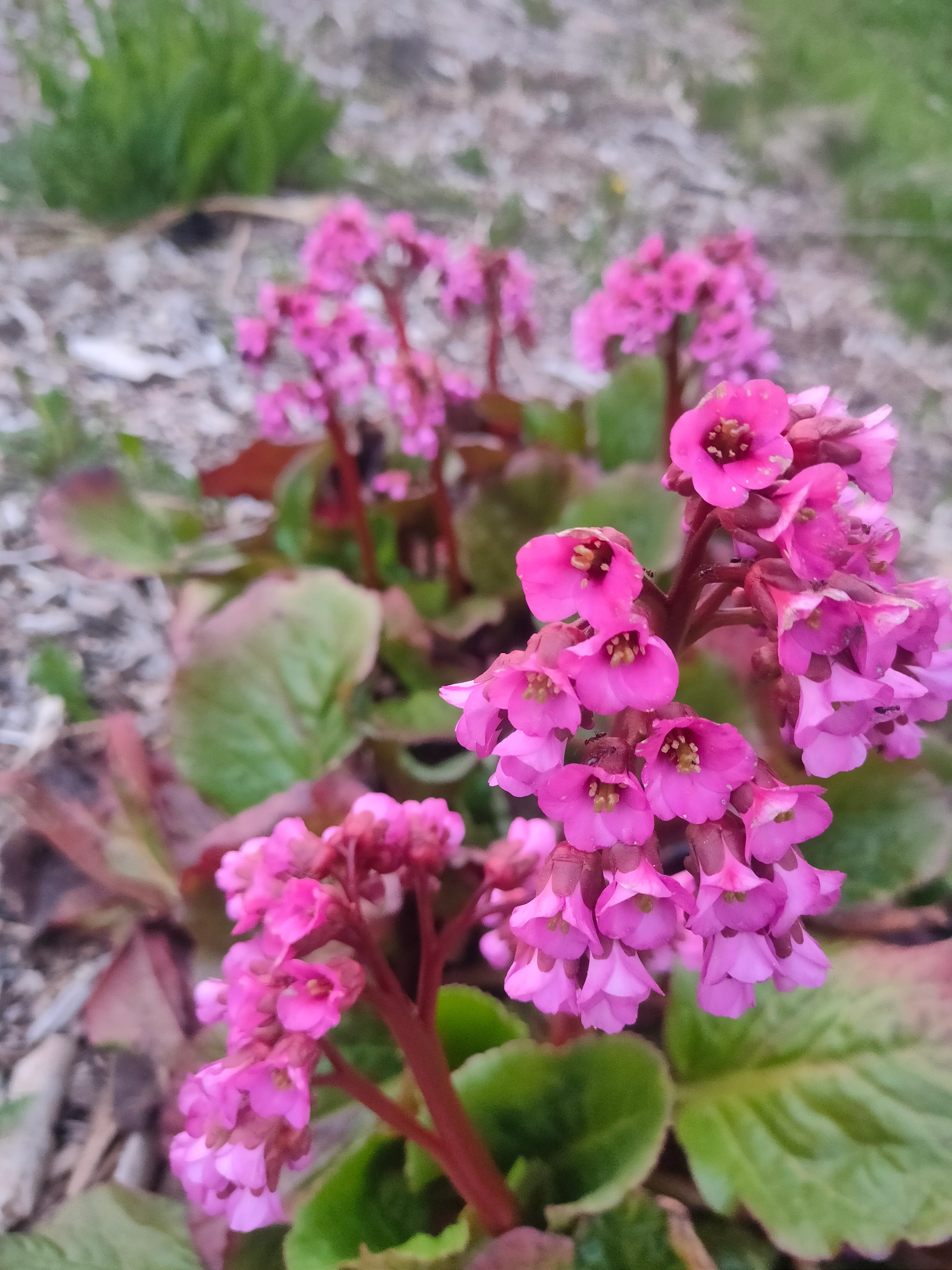 Bergenia cordifolia <br>RED FLOWER ELEPHANT EARS, PIG SQUEAK, HEARTLEAF - Image 5