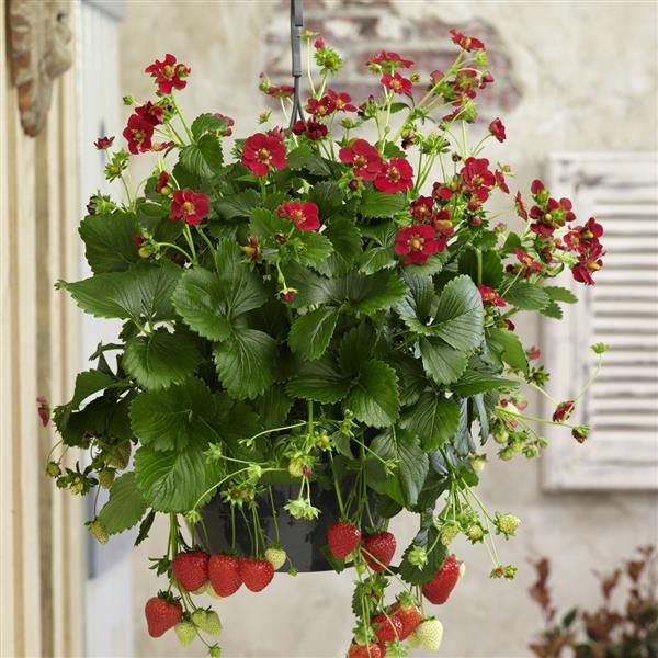 Fragaria ananassa <br>RED FLOWERED STRAWBERRY RUBY ANN