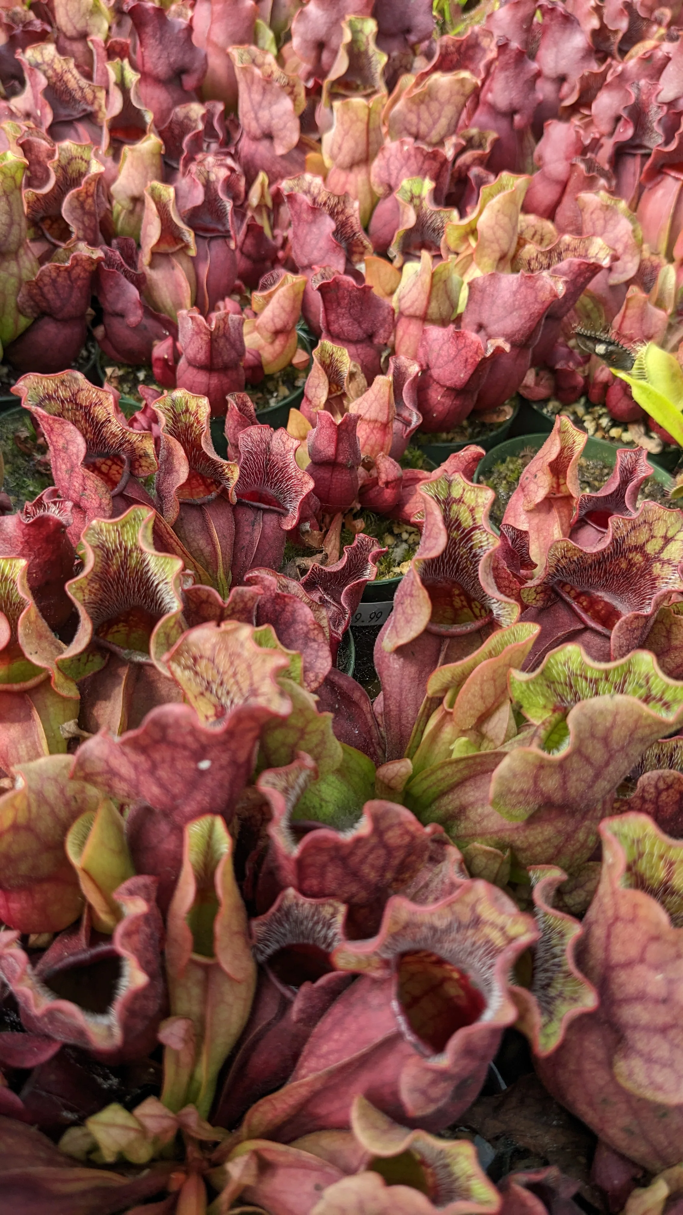 Sarracenia purpurea spp 'venosa' <br>RED FORM PITCHER PLANT 'VENOSA' - Image 3