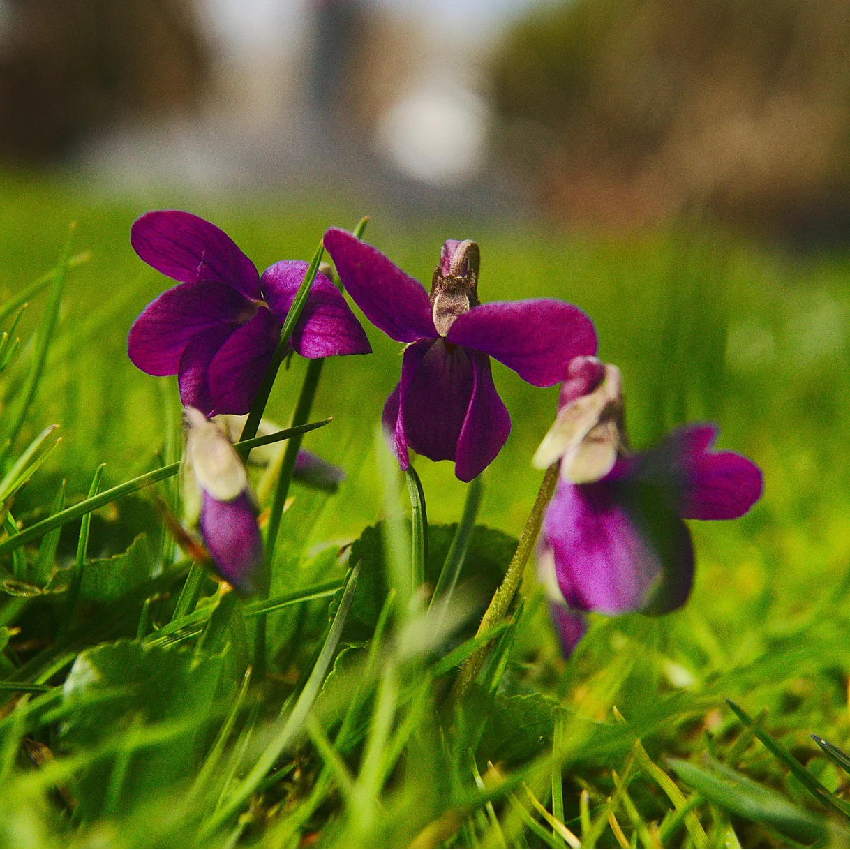 Violet sororia rubra <br>PINK/RED FORM VIOLA