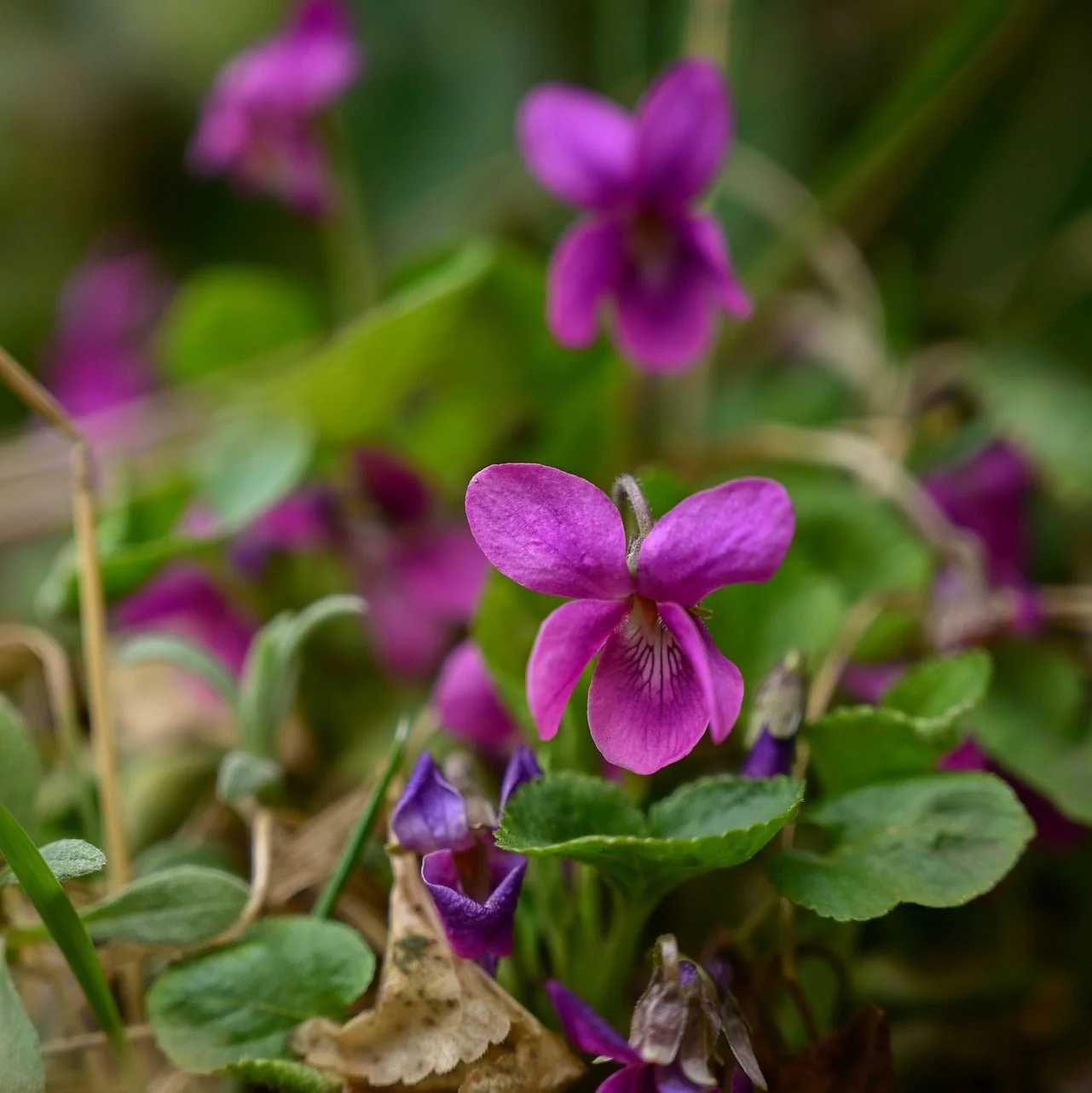 Violet sororia rubra <br>PINK/RED FORM VIOLA - Image 2