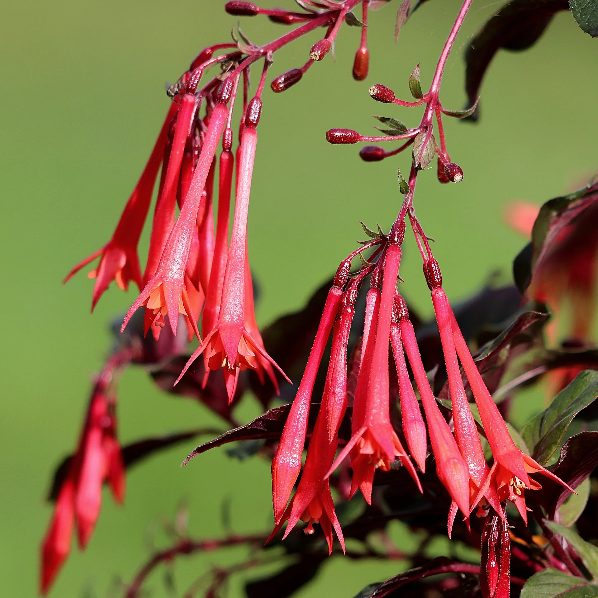 Fuchsia boliviana <br>RED FUSCHIA - Image 6