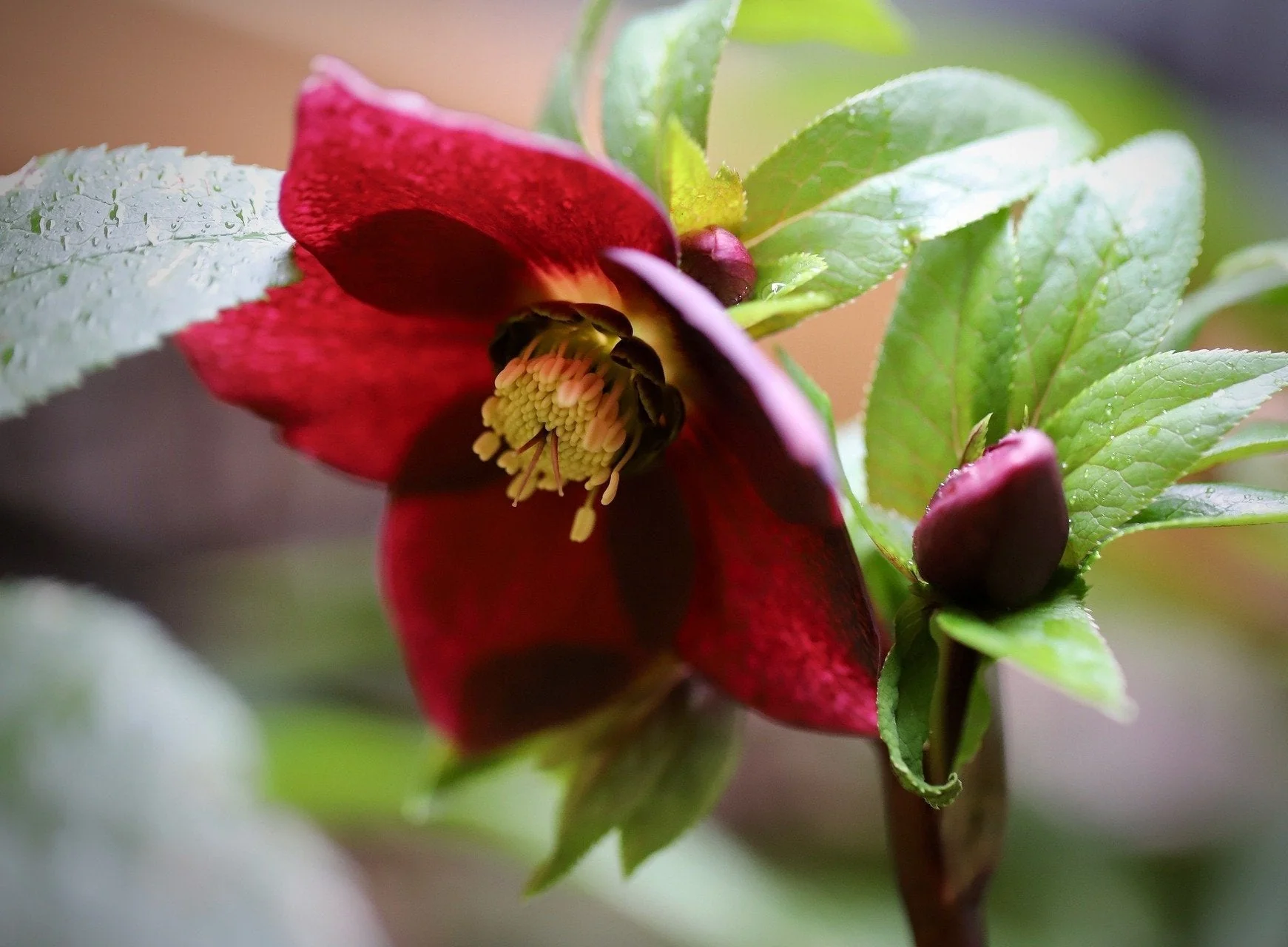 Helleborus orientalis <br>RED CHRISTMAS ROSE